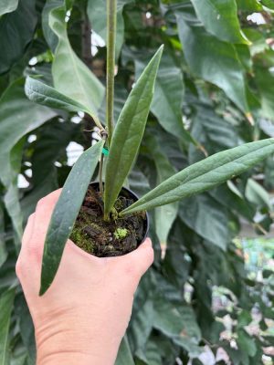 Hoya sulawesiana (3" pot) - Image 2