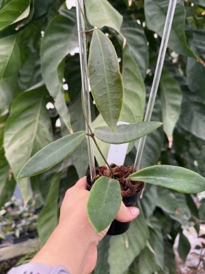 Hoya pulchra (3" pot) - Image 2