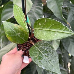 Hoya verticillata (Tanggamus) (4" pot)