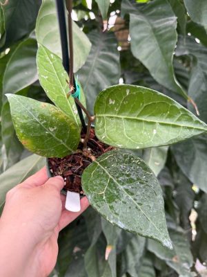 Hoya verticillata (Tanggamus) (4" pot)
