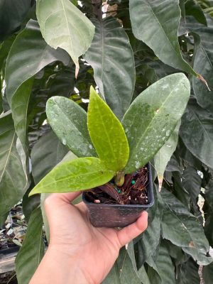 Hoya sp. CoXanh 001 (2.5" pot) - Image 2
