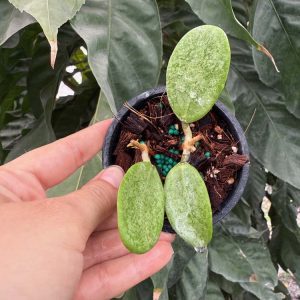 Hoya 'Silver Lady' (xiaojie 003) (3" pot) (dollar add-on) (ONE add-on PER PERSON, extras WILL be removed from order)