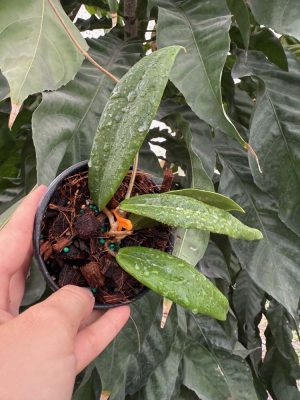 Hoya ilagiorum - Tomato Red Hoya (4" pot) (dollar add-on) (ONE add-on PER PERSON, extras WILL be removed from order) - Image 2