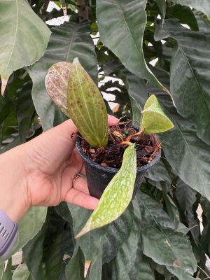 Hoya butleriana (3" pot) (dollar add-on) (ONE add-on PER PERSON, extras WILL be removed from order) - Image 2