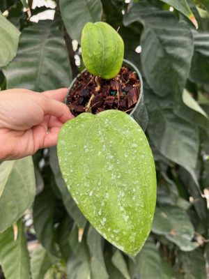 Hoya glabra IML 1335 (4" pot) - Image 2