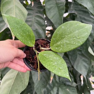 Hoya dolichosparte x unknown (4" pot)
