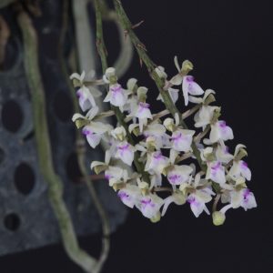 Saccolabiopsis pusilla