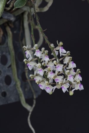 Saccolabiopsis pusilla