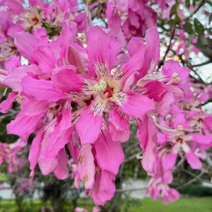 Ceiba speciosa 'Pink Princess' - 6" pot (grafted)