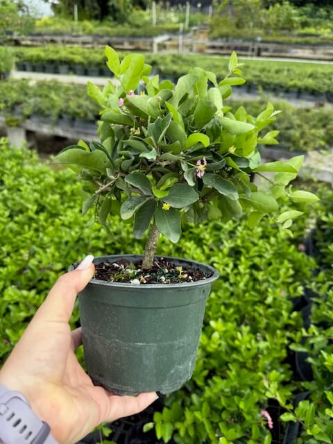 【熱帯果樹】セレージャ（Malpighia emarginata） Amazon.com : Acerola (Malpighia emarginata) Live Tropical Fruit