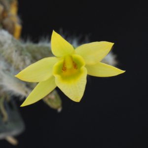 Dendrobium senile