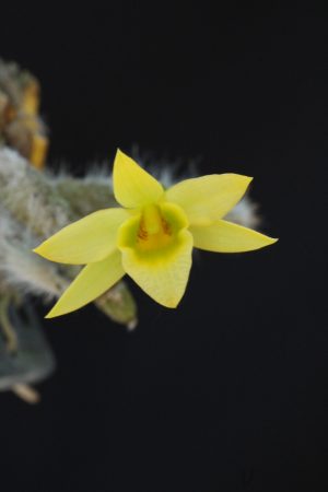 Dendrobium senile