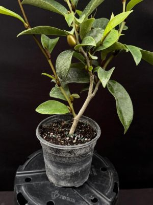 Magnolia figo / Michelia figo - Banana shrub (4" pot) - Image 3