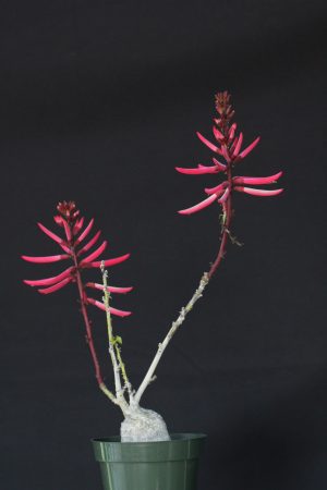 Erythrina herbacea - Coral Bean (Email us for availability) - Image 3