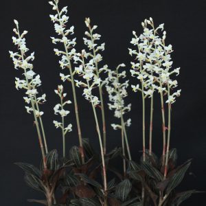 Ludisia discolor - Jewel Orchid (4" pot)