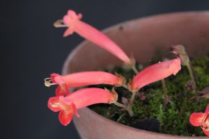 Sinningia defoliata