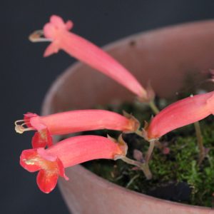 Sinningia defoliata