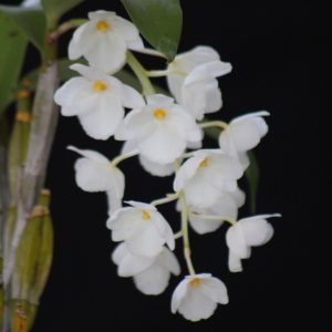Dendrobium farmeri (petaloid album 'Alba')