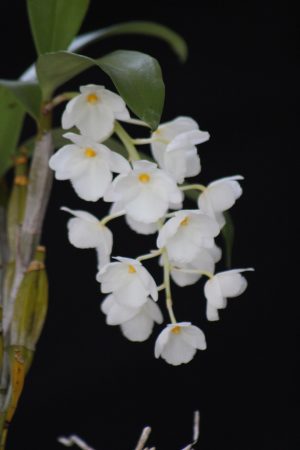 Dendrobium farmeri (petaloid album 'Alba')