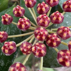Hoya NAP 016 (memoria x rosita) (3" pot)
