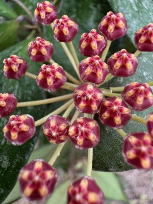 Hoya NAP 016 (memoria x rosita) (3″ pot) – Gardino Nursery