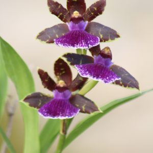 Zygopetalum Jumpin' Jack (check back in 2025)