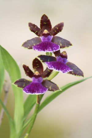 Zygopetalum Jumpin' Jack (check back in 2025)