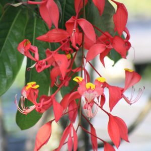 Amherstia nobilis - Pride of Burma