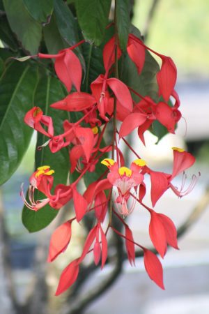 Amherstia nobilis - Pride of Burma