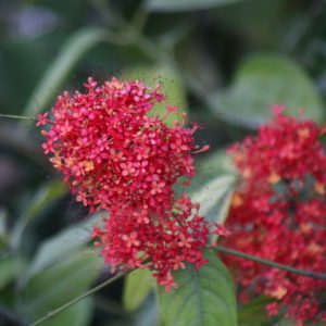 Saraca declinata - Sorrowless Tree - Red Saraca (on request)