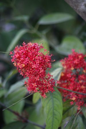 Saraca declinata - Sorrowless Tree - Red Saraca (on request)