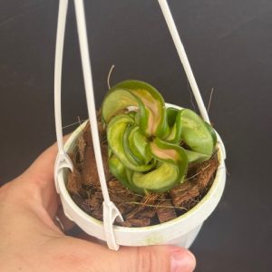 Hoya compacta inner-variegated (3" pot)