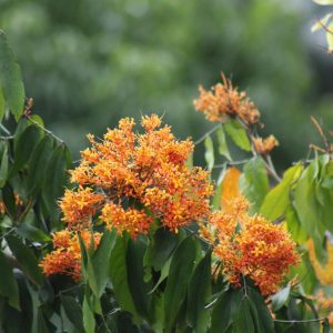 Saraca cauliflora