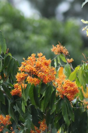 Saraca cauliflora