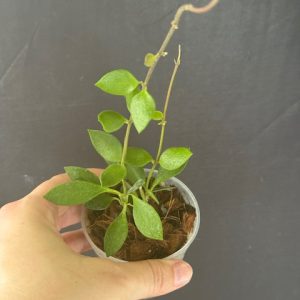 Hoya sp. Mamasa (3" pot)