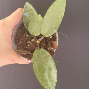 Hoya 'Silver Dollar' MB 1405-AG (3" pot)