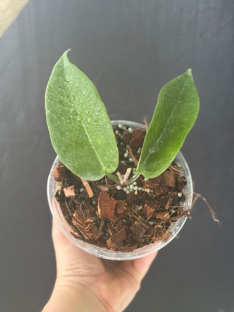 Hoya trigonolobus (5" pot) - Image 2