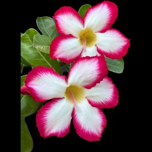 Adenium picotee 4"- Email us for availability