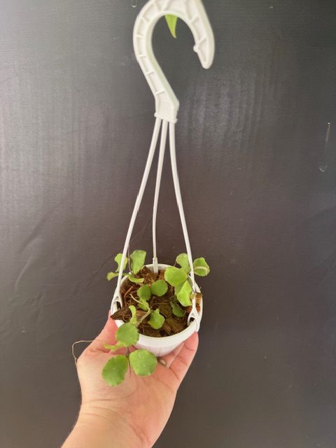 Hoya kanyakumariana (3″ pot) – Gardino Nursery