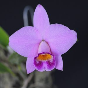 Laelia praestans (escura safira x passada a ferro) mounted