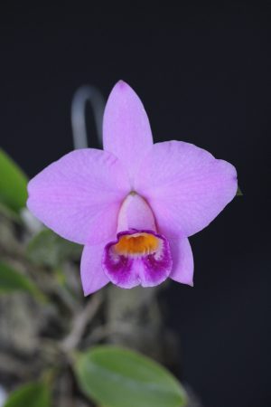 Laelia praestans (escura safira x passada a ferro) mounted