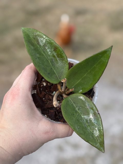 Hoya verticillata (sp. Spoon Leaf) EPC-145 (3.5" pot) - Image 2