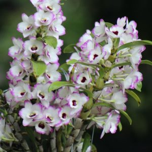 Dendrobium Love Memory 'Fizz'