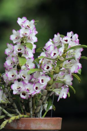 Dendrobium Love Memory 'Fizz'
