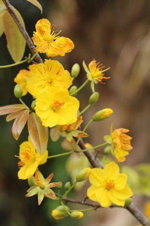 Ochna integerrima - Yellow Mai flower (semi-double) (4" pot) - Image 19