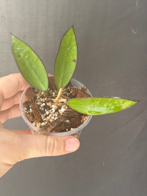 Hoya ‘Lime Sherbet' (2.5" pot) - Image 2