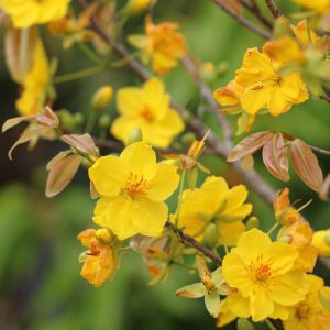 Ochna integerrima - Yellow Mai flower (semi-double) (4" pot)