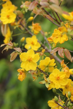 Ochna integerrima - Yellow Mai flower (semi-double) (4" pot)