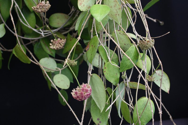 Hoya aldrichii IML 1418 (5