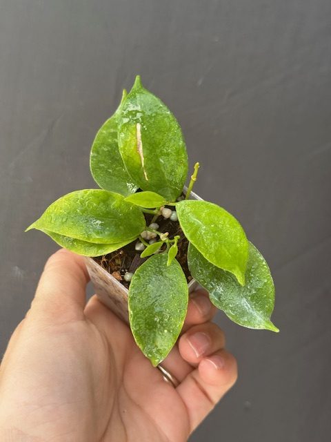 Hoya sp. Ovalau Island EPC-868 (2″ pot) – Gardino Nursery